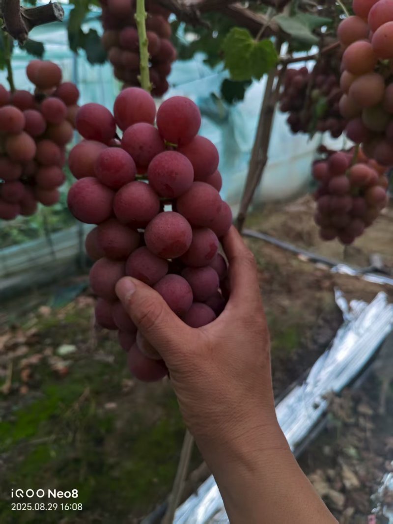 精品妮娜皇后大量供应产地直发价格优惠欢迎来电洽谈