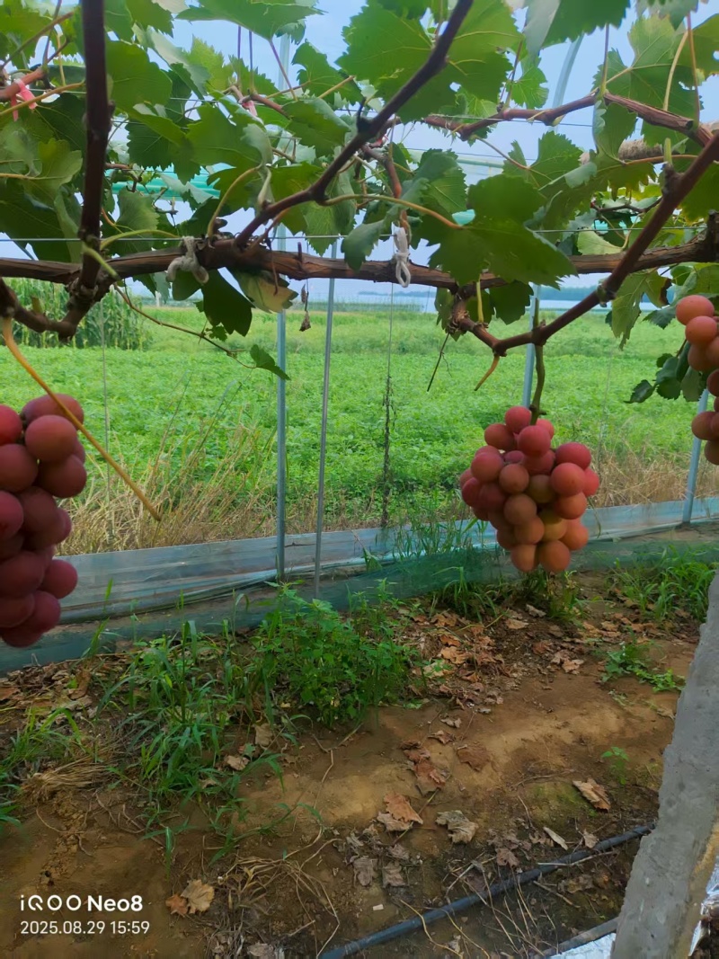 精品妮娜皇后大量供应产地直发价格优惠欢迎来电洽谈