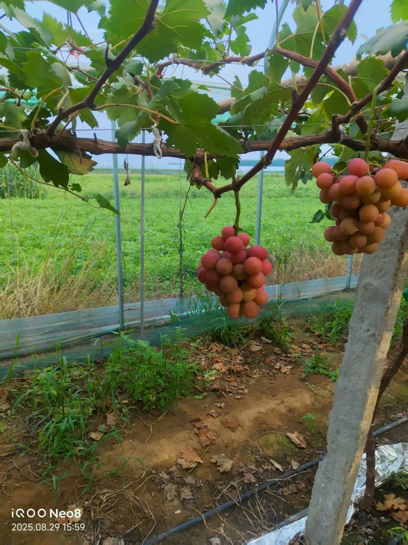 精品妮娜皇后大量供应产地直发价格优惠欢迎来电洽谈