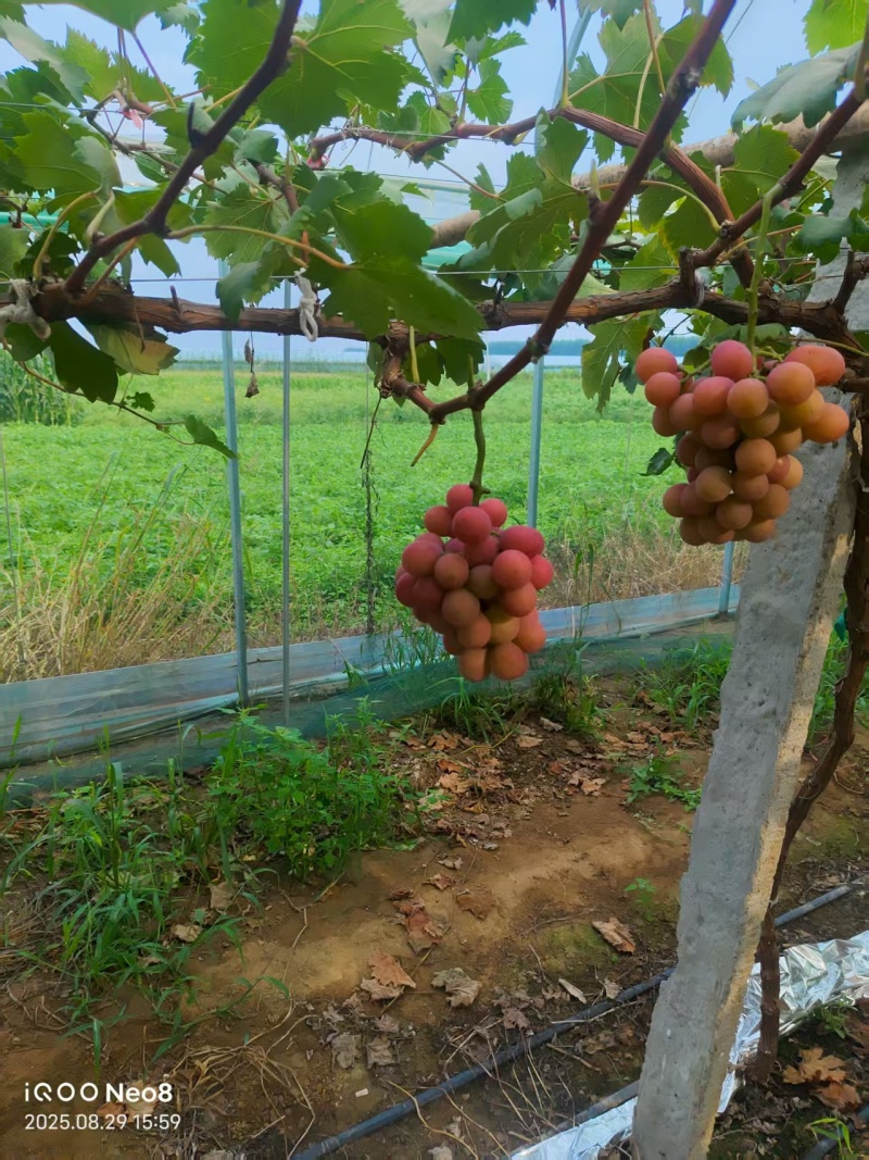 精品妮娜皇后大量供应产地直发价格优惠欢迎来电洽谈