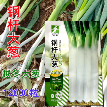 钢杆大葱种子章丘大葱种子耐寒耐热直立葱白长大田基地