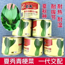 夏秀青梗菜种子阳台四季盆栽上海青小油菜苏州青梗蔬菜籽春秋