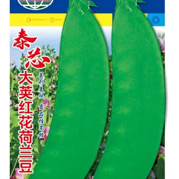 泰芯红花大荚荷兰豆种子