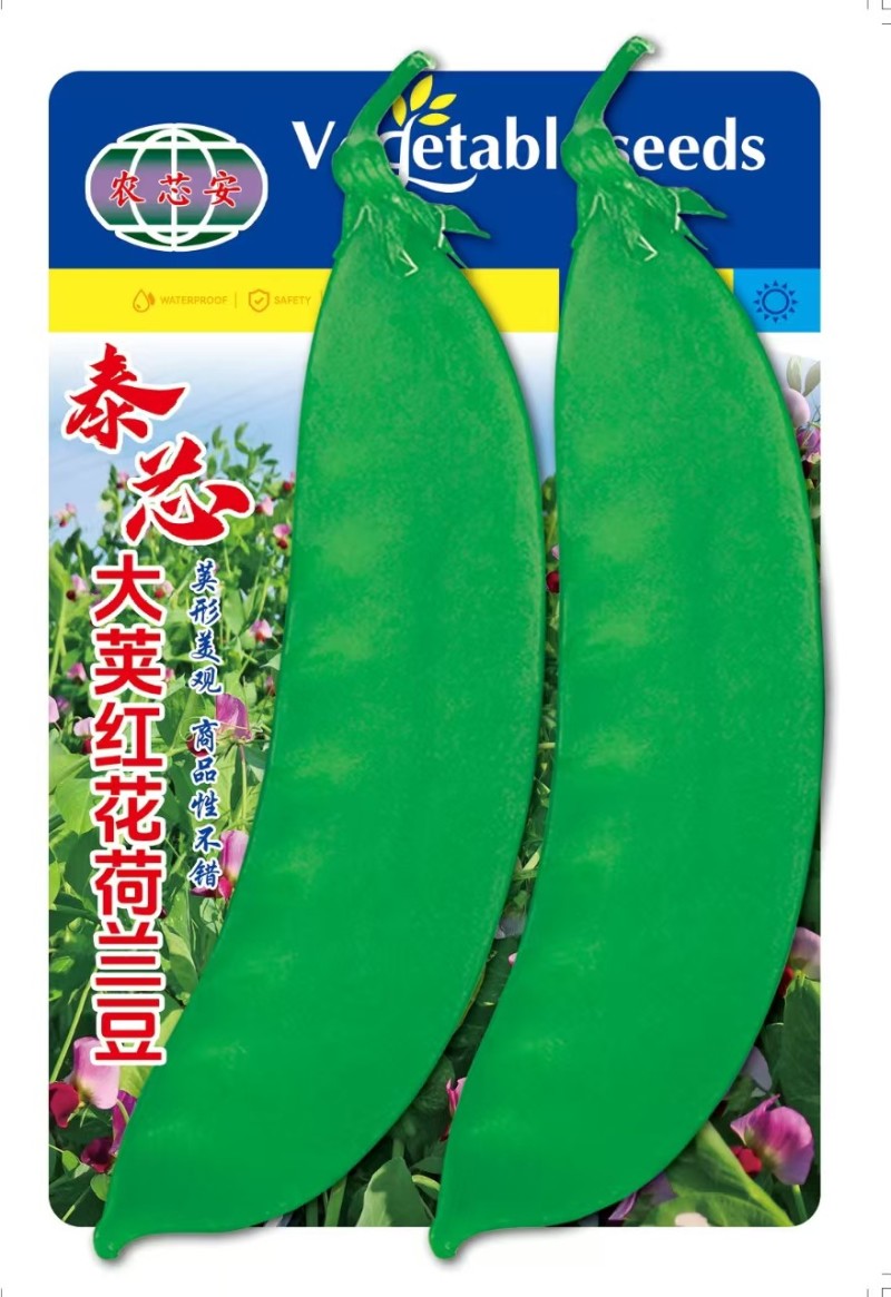 泰芯红花大荚荷兰豆种子