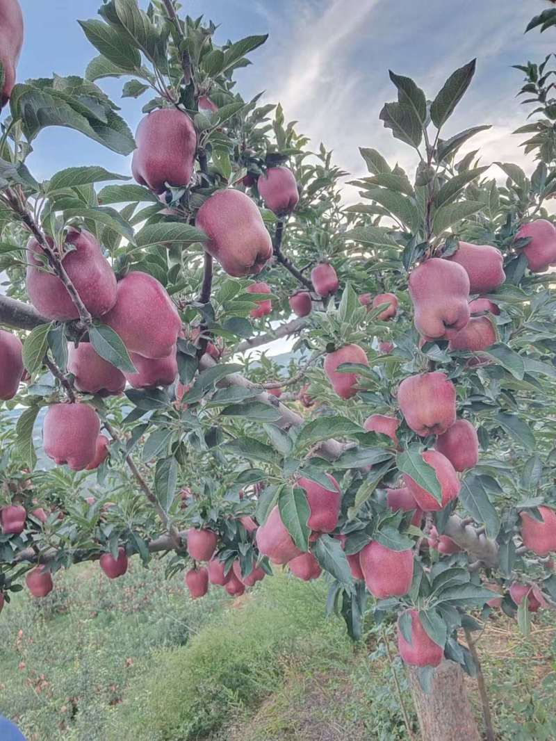 小花牛花花牛苹果对接市场商超发货全国来电咨询