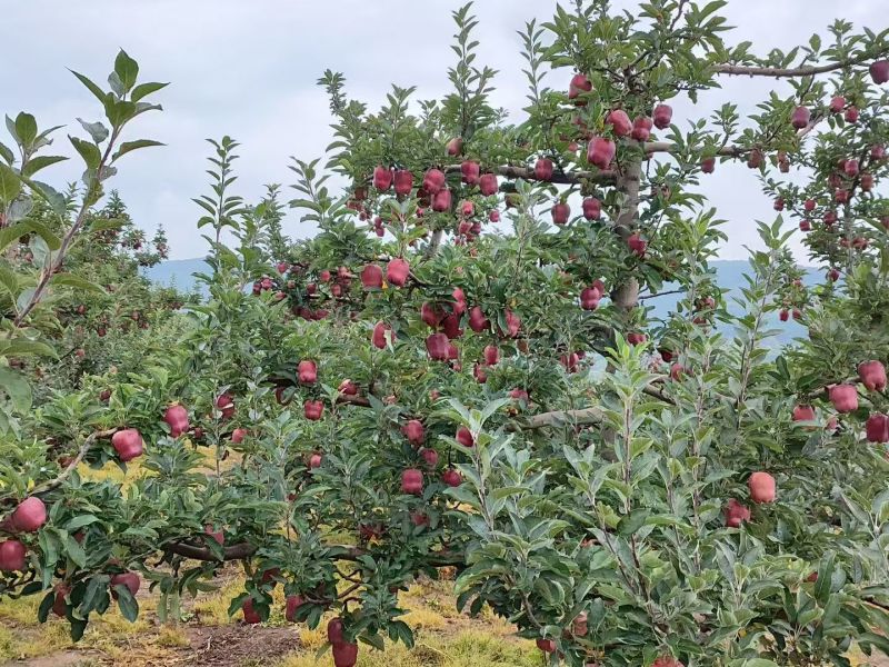 小花牛花花牛苹果对接市场商超发货全国来电咨询
