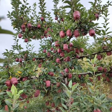 小花牛花花牛苹果对接市场商超发货全国来电咨询