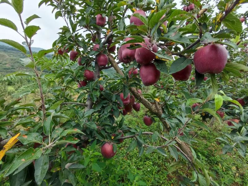 小花牛花花牛苹果对接市场商超发货全国来电咨询