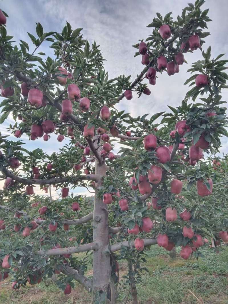 天水（麦积区）花牛品质保证量大发货对接全国