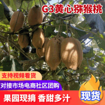 精品黄心猕猴桃湖南永顺大量现货供应中欢迎来电咨询选购