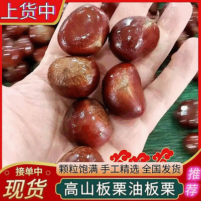 《山东高山板栗》油板栗/个头大颗粒饱/手工精选/全国发货
