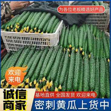 密刺黄瓜&山东黄瓜品质保证价格优惠产地代发全国