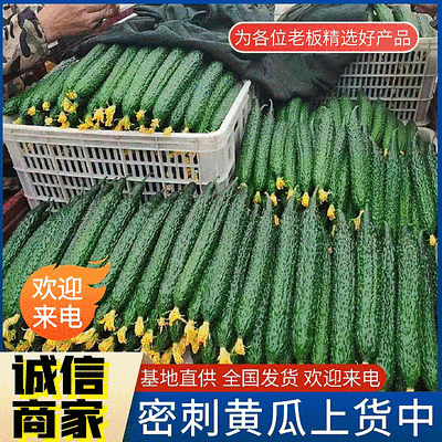 密刺黄瓜&山东黄瓜品质保证价格优惠产地代发全国