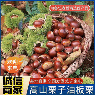 《高山板栗/山东板栗》油板栗/软糯香甜手工精选/全国发货