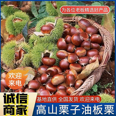 《高山板栗/山东板栗》油板栗/软糯香甜手工精选/全国发货