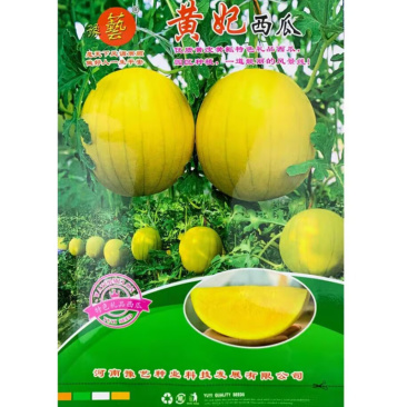 黄妃西瓜种子黄皮黄瓤西瓜种籽四季早春红玉黄心麒麟瓜种子