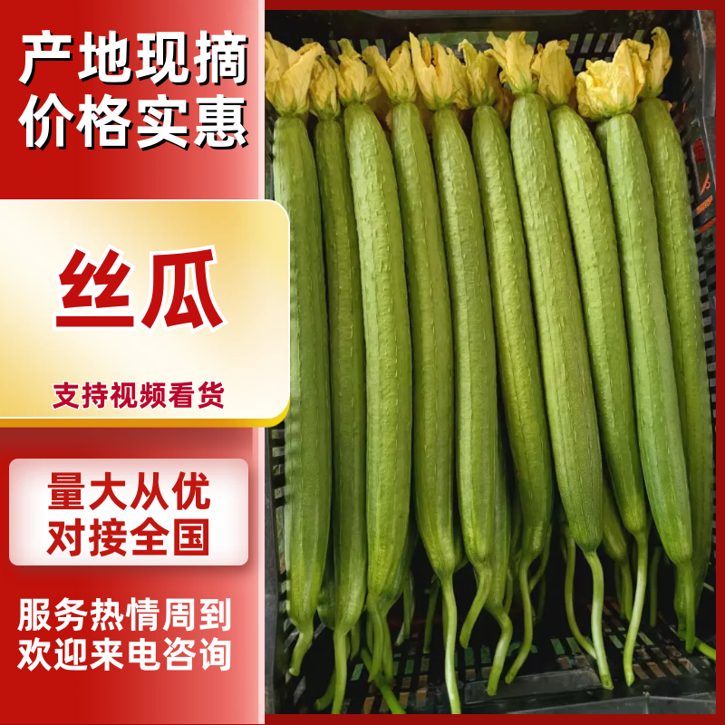 云南鲜花丝瓜大量上市，产地直发，对接全国欢迎咨询采购