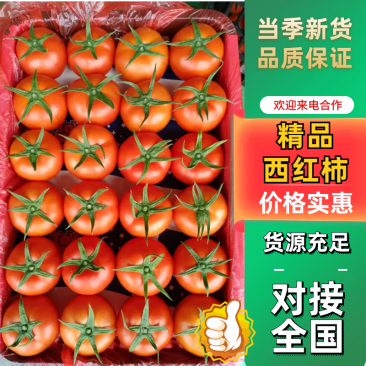 精品西红柿产地直发，对接全国欢迎咨询一条龙服务