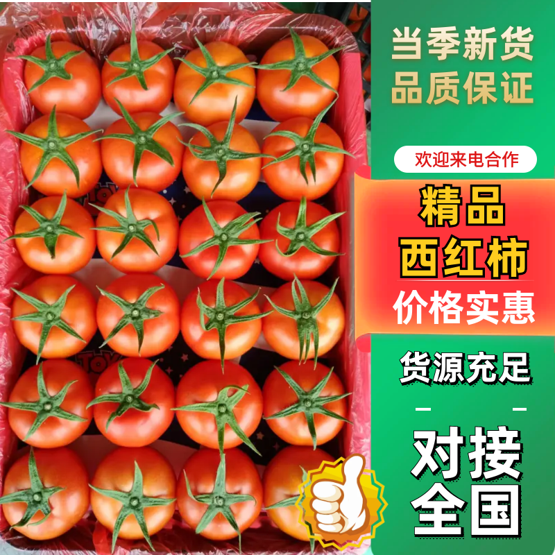 精品西红柿产地直发，对接全国欢迎咨询一条龙服务