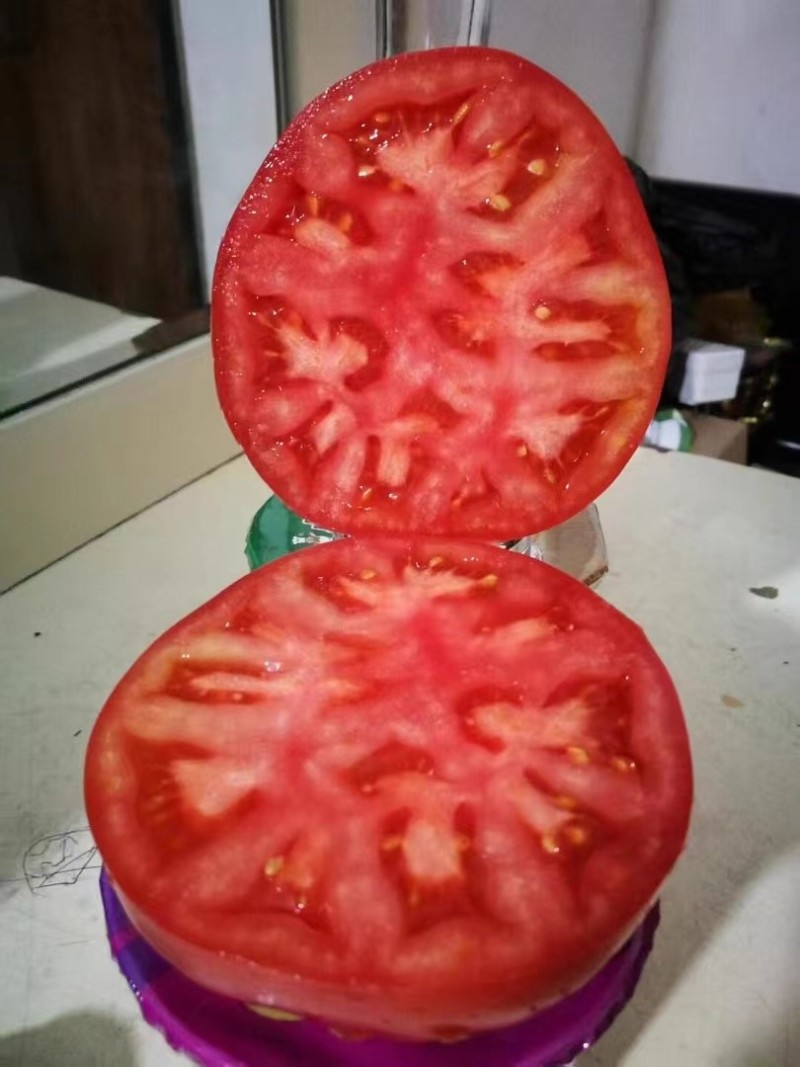 桃星番茄种子传统西红柿籽口感番茄春季四季种籽毛粉番茄种子