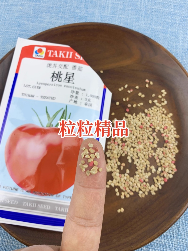 桃星番茄种子传统西红柿籽口感番茄春季四季种籽毛粉番茄种子