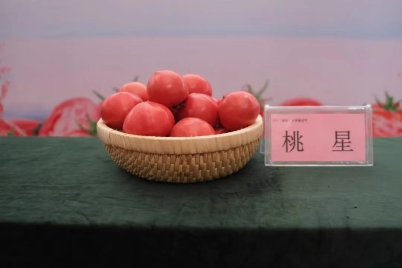 桃星番茄种子传统西红柿籽口感番茄春季四季种籽毛粉番茄种子
