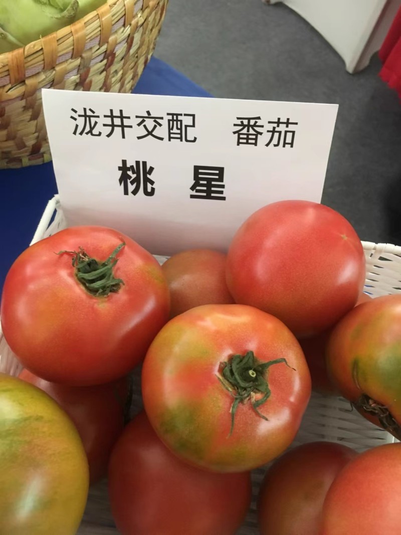 桃星番茄种子传统西红柿籽口感番茄春季四季种籽毛粉番茄种子