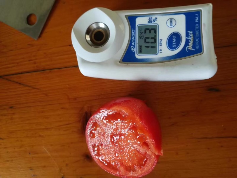 桃星番茄种子传统西红柿籽口感番茄春季四季种籽毛粉番茄种子