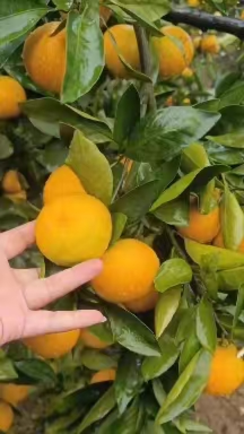 【热卖中】湖北蜜桔叶橘大量上市对接批发市场可供电商