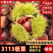 3113板栗颗粒饱满规格齐全价格合理电话联系