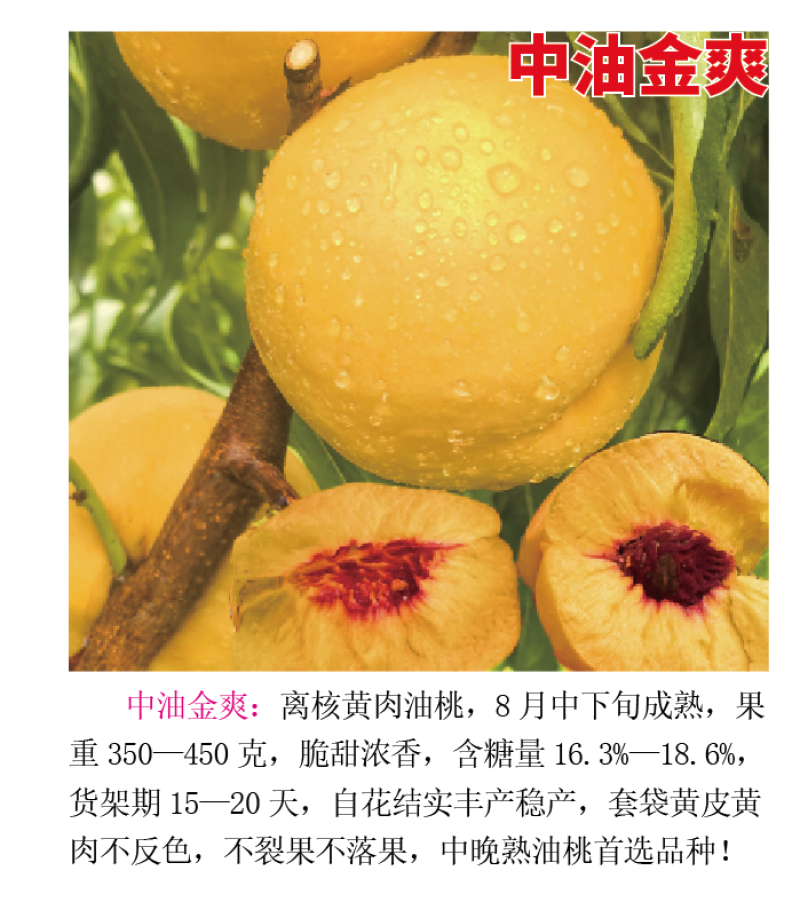 中油金爽8月中下旬成熟离核黄肉脆甜浓香
