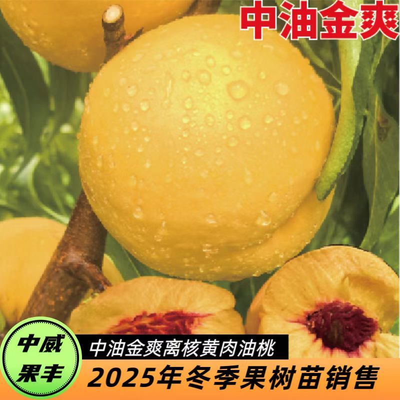 中油金爽8月中下旬成熟离核黄肉脆甜浓香