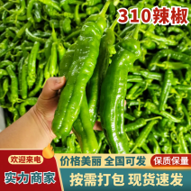 大降价301辣椒费县301辣椒万亩基地持续供应品质保证