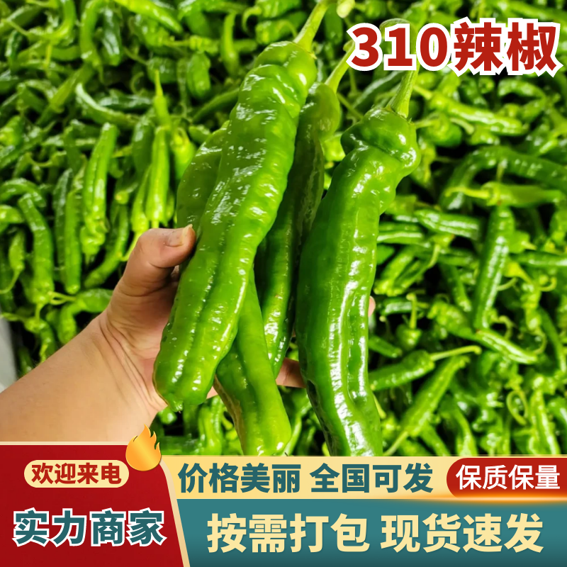 大降价301辣椒费县301辣椒万亩基地持续供应品质保证