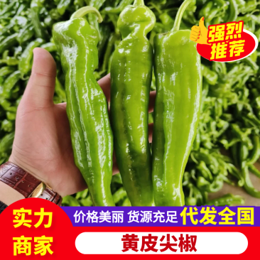 【实力供货】山东尖椒黄皮尖椒货源充足对接市场商超