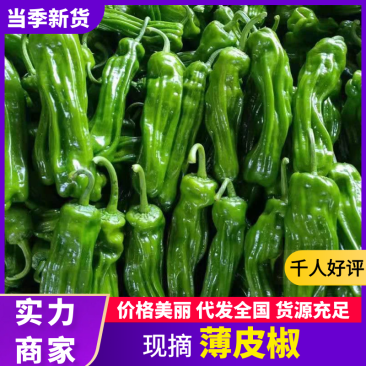 【放心购买】薄皮椒山东薄皮椒产地直发对接全国市场