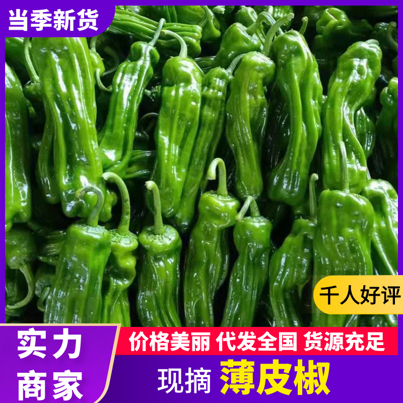 【放心购买】薄皮椒山东薄皮椒产地直发对接全国市场