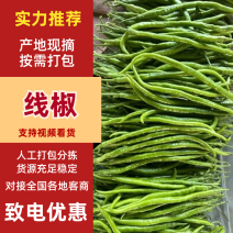 线椒费县线椒山东线椒货源充足提供一条龙服务产地大降价