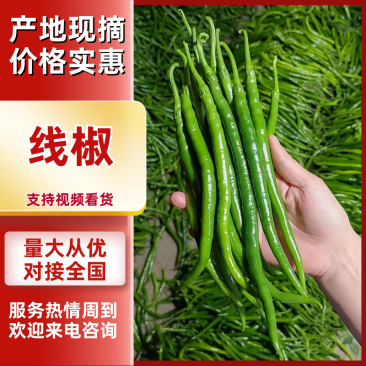 线椒山东优质线椒大量供应可视频看货代发全国市场