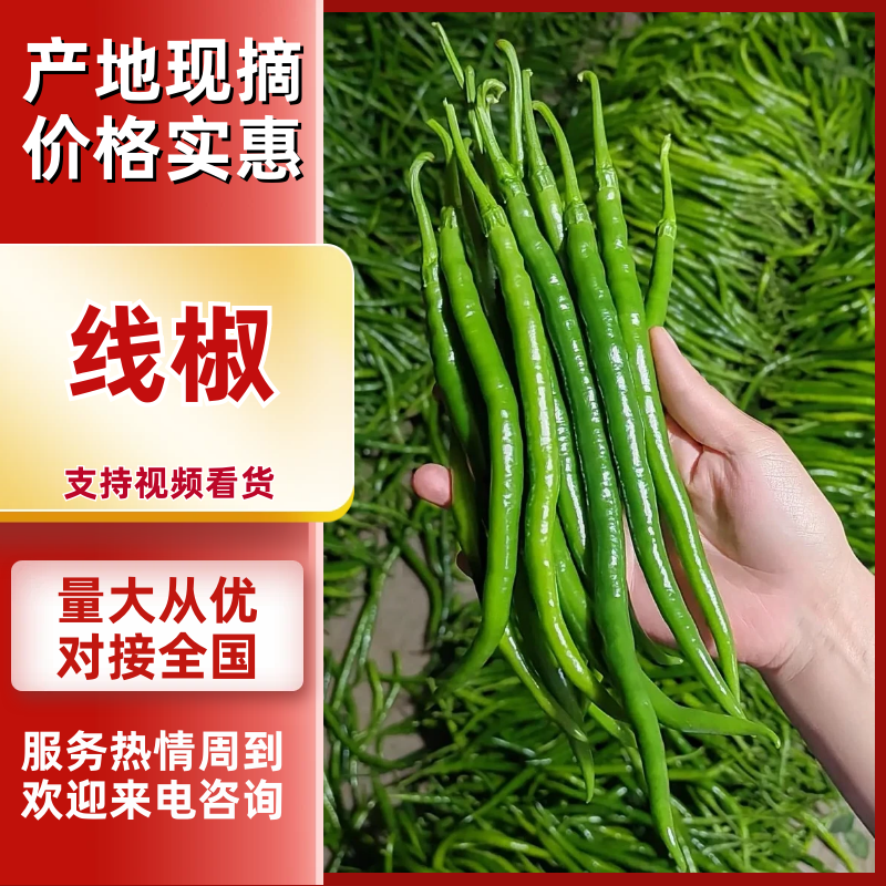 线椒山东优质线椒大量供应可视频看货代发全国市场