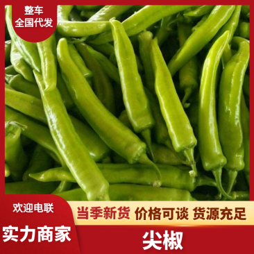 尖椒鲜辣椒人工分拣按需包装品质好价格低量大从优
