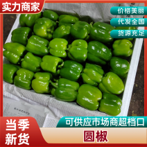 圆椒鲜辣椒河南内黄圆椒产地直发品质保障对接全国