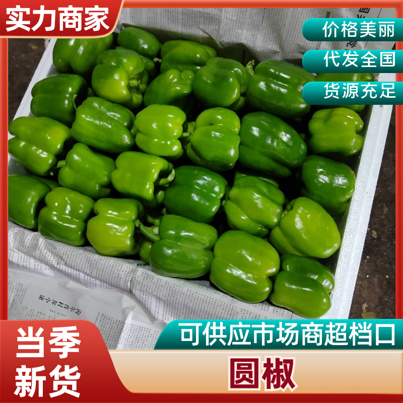 圆椒鲜辣椒河南内黄圆椒产地直发品质保障对接全国