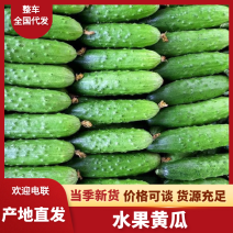 [优选]水果黄瓜黄瓜产地直供保质保量欢迎订购