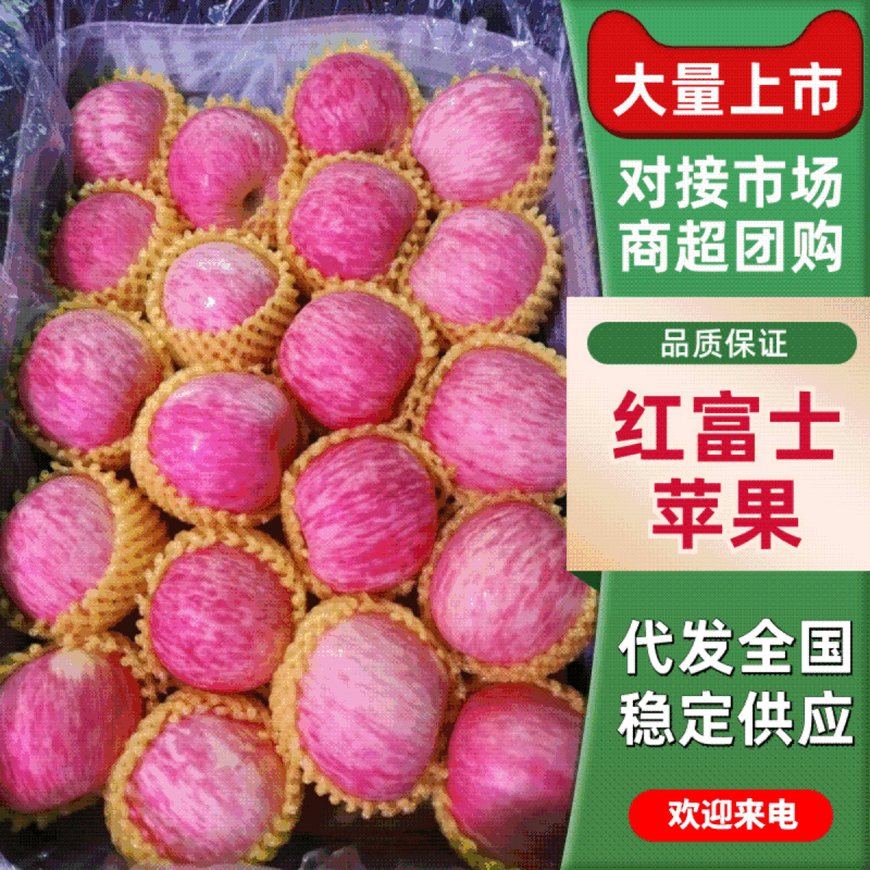 精品-红富士苹果产地直发对接市场商超等货源稳定品质保证