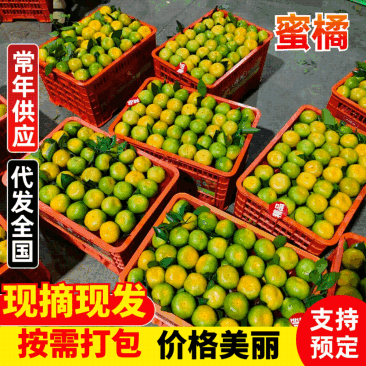 湖北高山特早蜜橘产地直销大量供应对接全国批发商电商客户