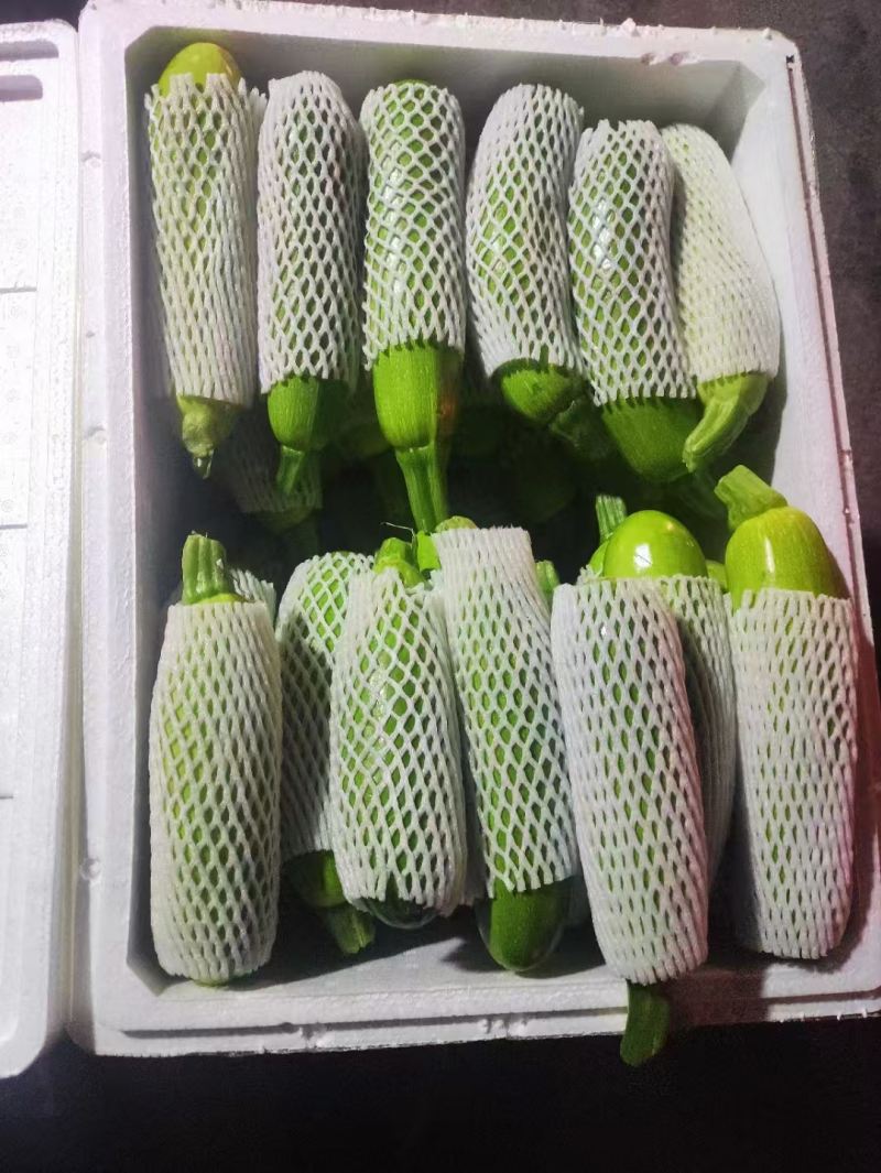 【西葫芦】河北精品西葫芦颜色翠绿个大均匀价格便宜