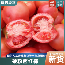 精品硬粉西红柿大量上市产地直发一手货源品质保障量大价优