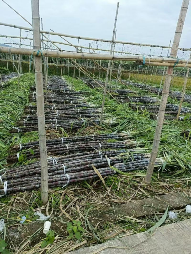 史上***，三毛钱一车，任装，没有任何毛病，靓货特价