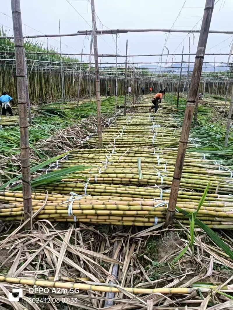 广东黄皮甘蔗，大量开始便宜好货出货，欢迎致电咨询